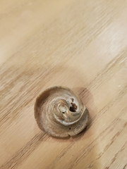 Neverita duplicata