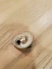 Neverita duplicata