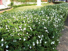 Rhinacanthus nasutus