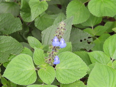 Salvia amarissima