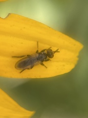 Thecophora