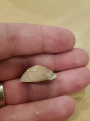 Neverita duplicata