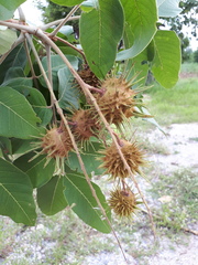 Sisyrolepis muricata