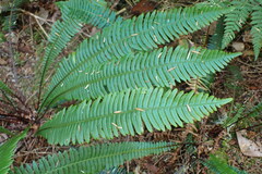 Struthiopteris spicant
