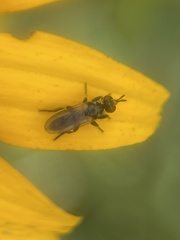 Thecophora