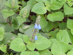 Salvia amarissima