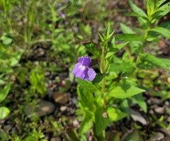 Mimulus ringens