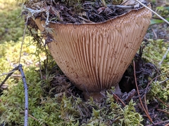 Russula brevipes