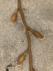 Macrocystis pyrifera