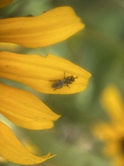 Thecophora