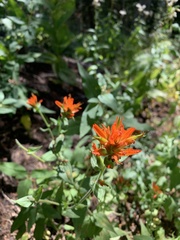 Castilleja miniata