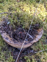 Russula brevipes