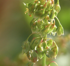 Rumex obtusifolius
