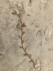Macrocystis pyrifera