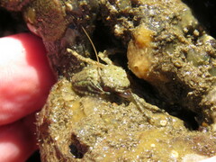Petrolisthes cabrilloi