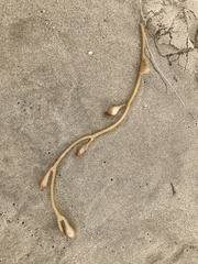 Macrocystis pyrifera