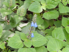 Salvia amarissima