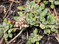 Eriogonum polypodum