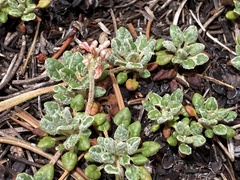Eriogonum polypodum