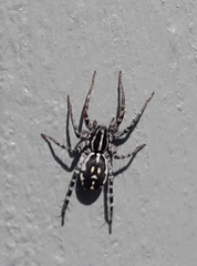 Nyssus coloripes