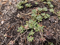 Eriogonum polypodum