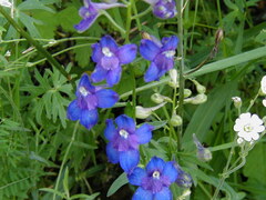 Delphinium menziesii