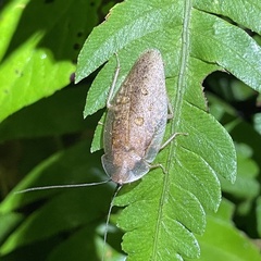 Blaberidae