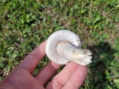 Agaricus arvensis