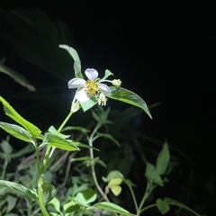 Bidens alba