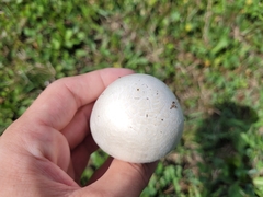 Agaricus arvensis