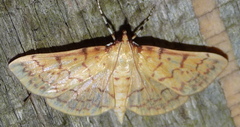 Polygrammodes flavidalis
