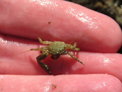 Petrolisthes cabrilloi