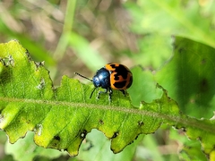 Labidomera clivicollis