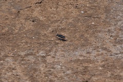 Cicindela haemorrhagica