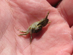 Petrolisthes cabrilloi