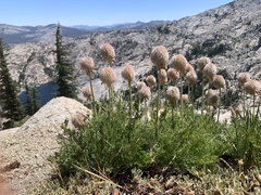 Pulsatilla occidentalis