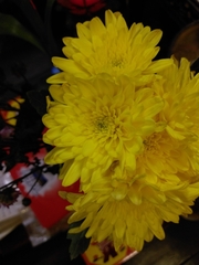 Chrysanthemum morifolium