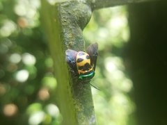 Chrysocoris fascialis