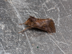 Thysanoplusia reticulata