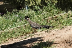 Geococcyx californianus