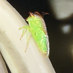 Stictocephala bisonia