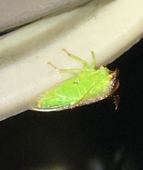 Stictocephala bisonia