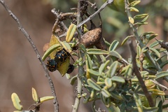 Murgantia histrionica