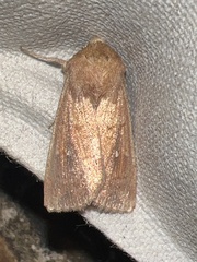 Mythimna albipuncta