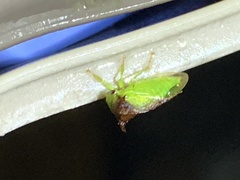 Stictocephala bisonia