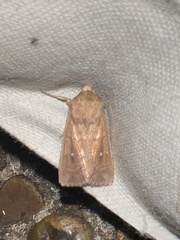 Mythimna albipuncta