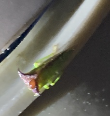 Stictocephala bisonia