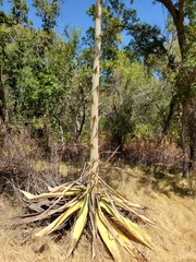 Agave americana