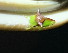 Stictocephala bisonia