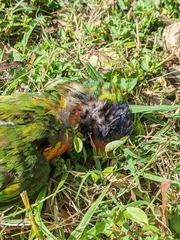 Trichoglossus moluccanus